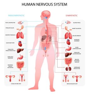 Diagram of the human nervous system. A drawing of a generic human body in a translucent red color stands in between two columns of pictures of organ systems. Lines are drawn from the organ systems to the place on the spinal column of the human figure that correspond to the vertebrae that control them.